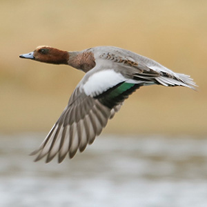 Eurasian Wigeon